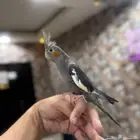 كروان اليف جدا  ذكر