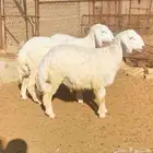 طليان العدد 3