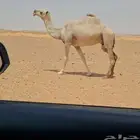 شقحا طيبه