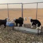 خرفان