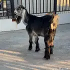 معزا عوارض صنف معرفه