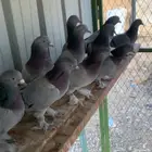 اتراك خضر top