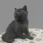 قطه كتن سكوتش للبيع