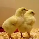 صوص لاحم روس 308 خمسه ألف صوص