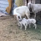 نعجه صفراء عليها 2