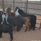 معزاء عوارض