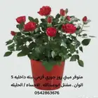 شتلات جوري قزمي   بونساي   عشبة الموس الاحساء