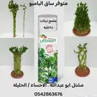 مشتل ابوعبدالله . الاحساء   الحليله