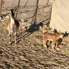 عنز جنوبيه متوم مهجنه لون الصيد هجين وعل (عرض رقم 4)