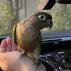 طير كنيور مفقود حي الزهراء وسط الرياض