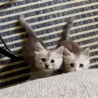 قط صغير شيرازي