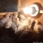 صوص دجاج رومي للبيع