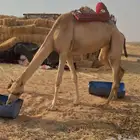 رحول حمرا