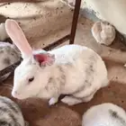أرانب هارلي كوين