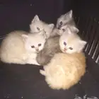 كيتن للتبني بمبلغ رمزي