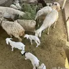 7 روس ضان تحتها 9 للبيع
