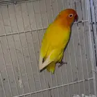 للبيع فيشر انثى