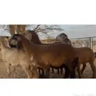 رخال سواكن صنف و طلي