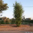 سليم بودي