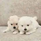 بوميرينيان ميني مستوى عالي