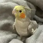 انثى كروان للبيع - تحتاج ذكر