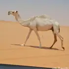 وضحا طيبه