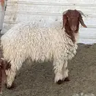 نعيم يضح جذع للبيع