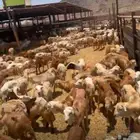 طليان رفيدة