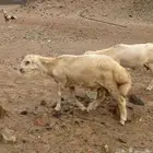 كبش رفيدي بلدي