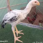 فروخ دجاج حجازي