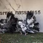 زوج رقاصي هولندي مستوى ولون مميز