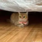 قطة سكوتش مستوردة