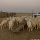 طليان حريات