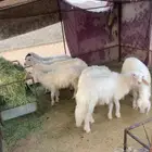 خمس رخال و خروفين للبيع