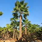 نخل ملوكي نخل واشنطني ثيل طبيعي أشجار للبيع