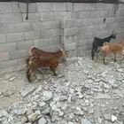 تيوس جذعان مخصاه شي نظيف ومشروط