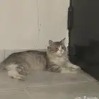 قط للتبني ذكر من المجمعه