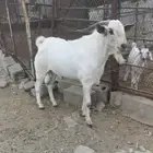 للبيع فحل بيشي صنف