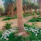 بط بيكيني للبيع