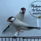 جوز جاوا اقات نورمل منتج