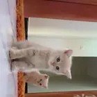 قطة للبيع