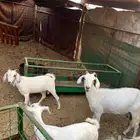 عنز تحتها توم تيس وجفره