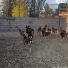 الموفلن وعل