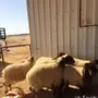هرافى نعيم 