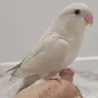 للبيع روز البينو اليف وهدد داخلي