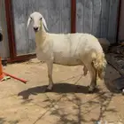 نعجه حرية