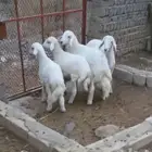 للبيع 4 طليان