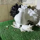 زوج رقاص هندي فاخر