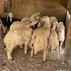حلال طيب كباش ورخال