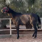 حصان شعبي ازرق